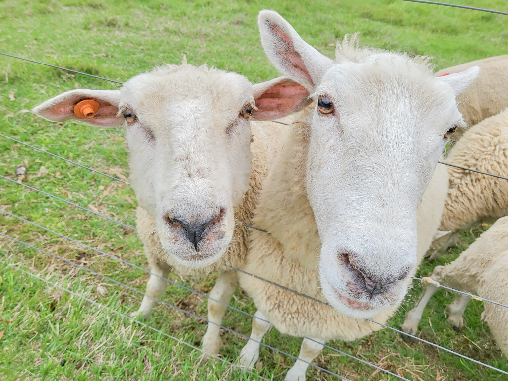 マザー牧場の写真